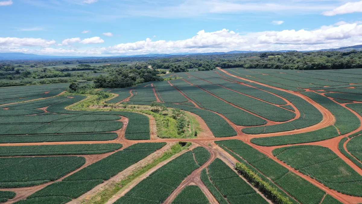 A pineapple farm near a forest is seen in an aerial view