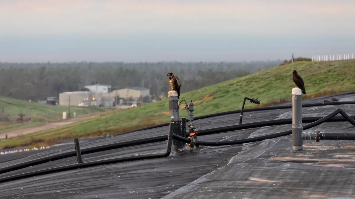 Young eagle and vulture sit on a methane gas well at a recycling landfill with plant in background used to turn gas into electricity