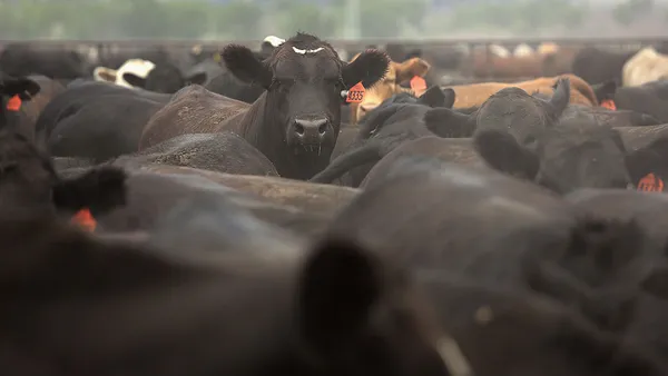 Cattle are seen in a feedlot. One cow with an orange plastic eartag raises his head above the herd.