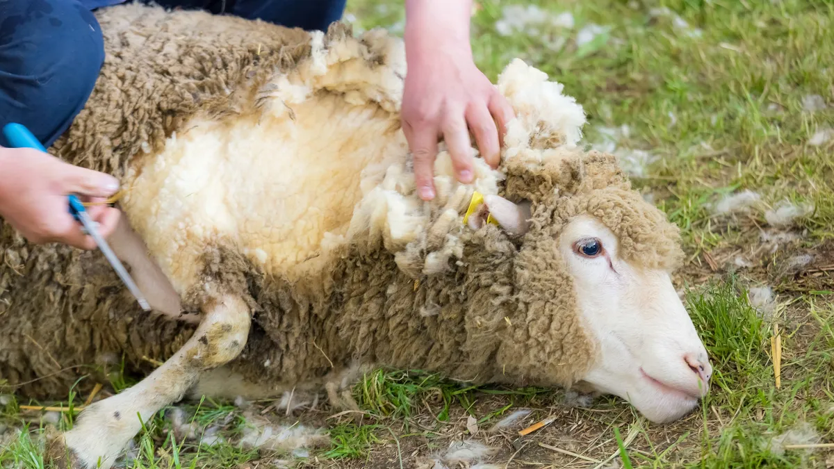 Man's hands with scissors shearing a sheep