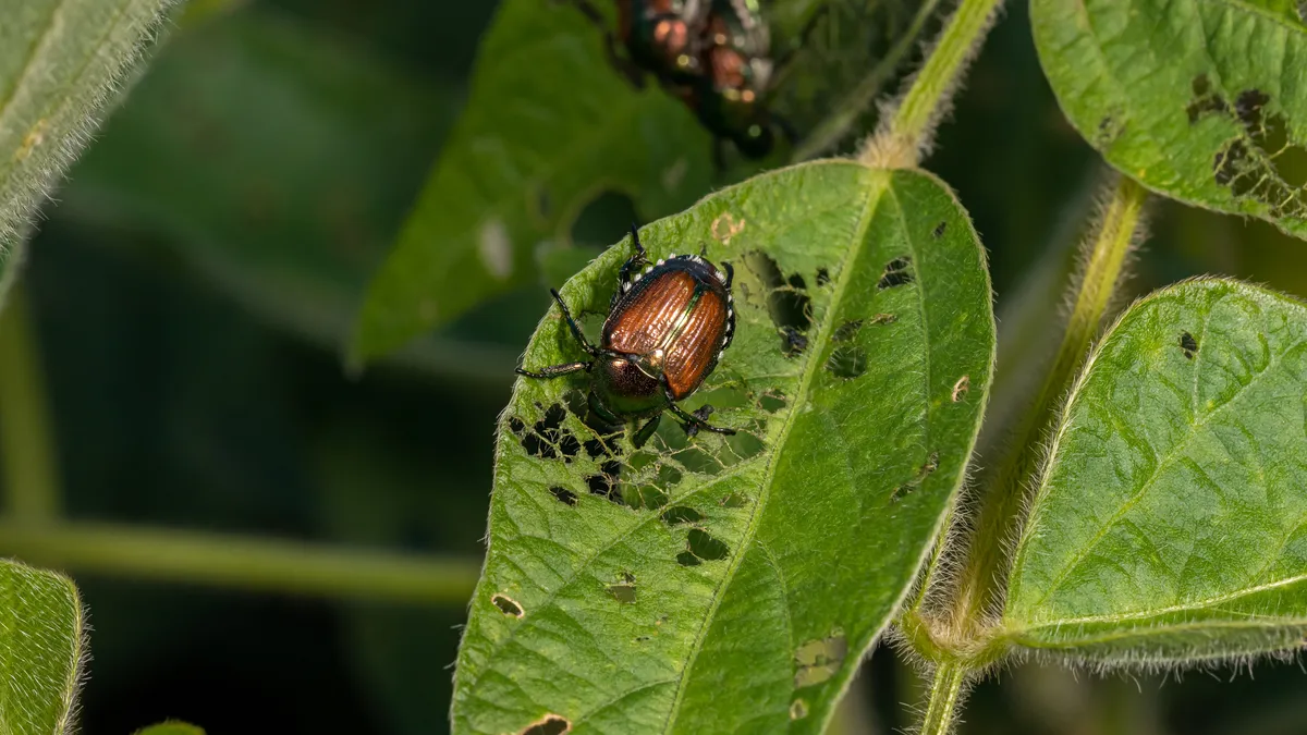 A beetle sits on a lead full of holes