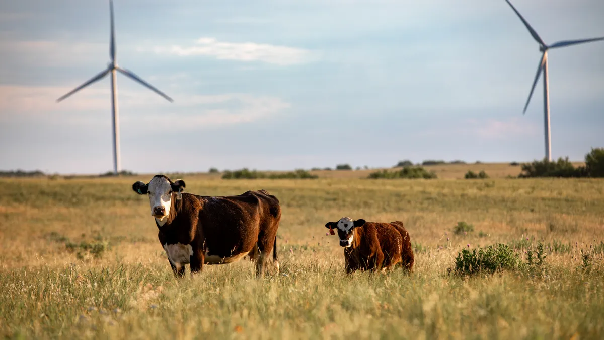 Cattle grazing in open field.