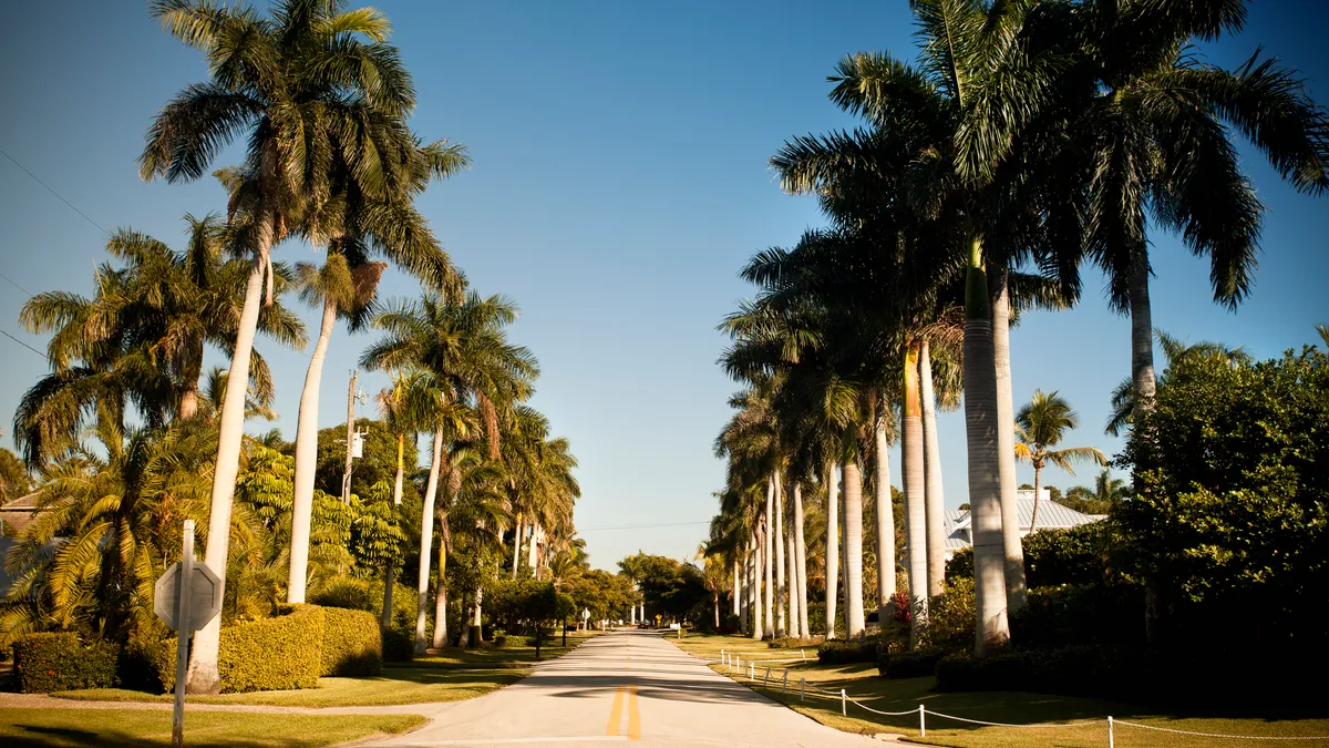 Street with rows of palm trees