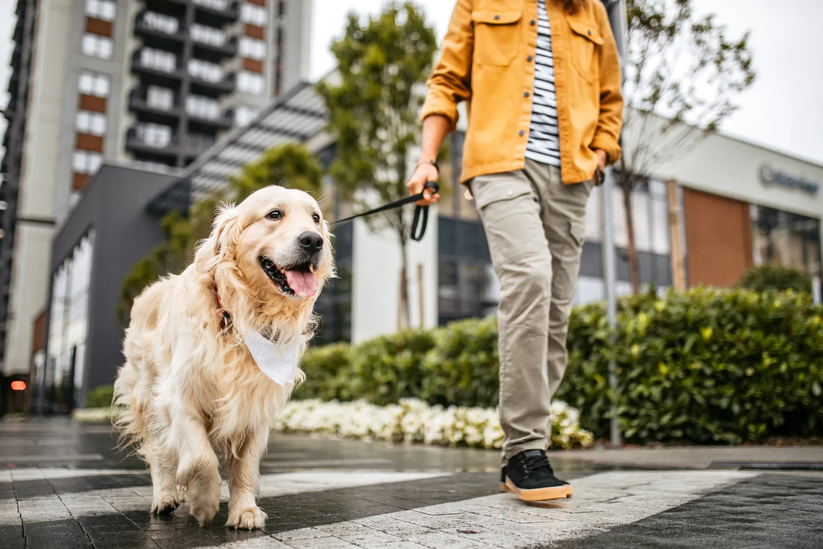 A person walking a dog near an apartment building.