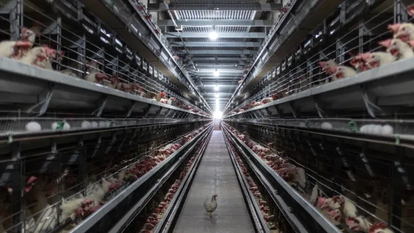 Chickens are in cages at an egg farm.