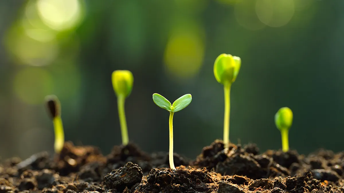 Group of green sprouts growing out from soil.