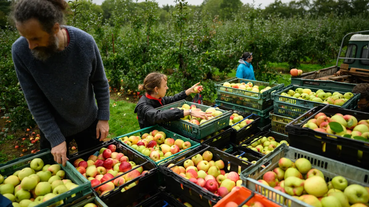 Volunteers stack trays of produce at a fruit farm.