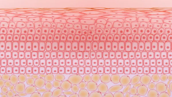 A stock illustration of skin and fat tissue cells, viewed at cross section and colored pale pink.