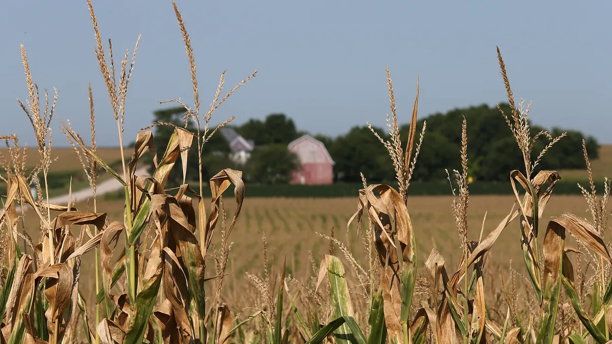 Dried out corn plants are seen with a red barnhouse in the background