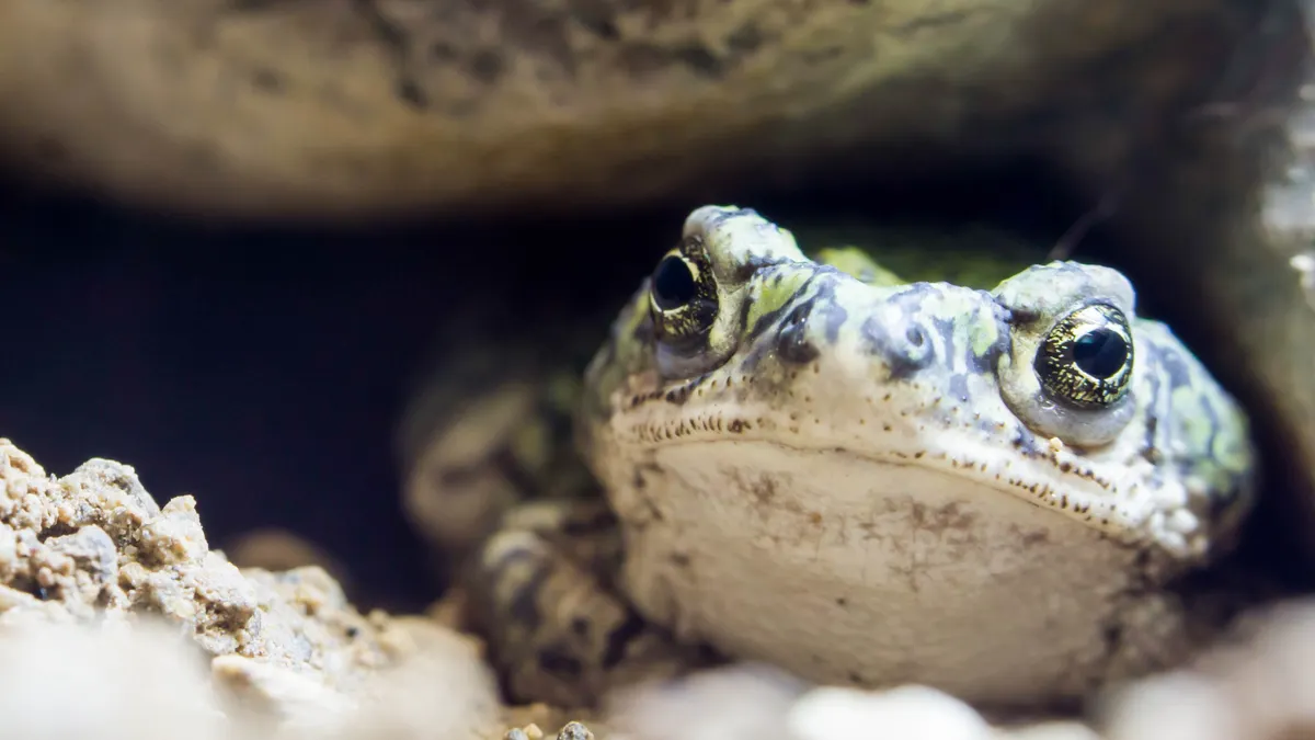 A toad hides under a rock