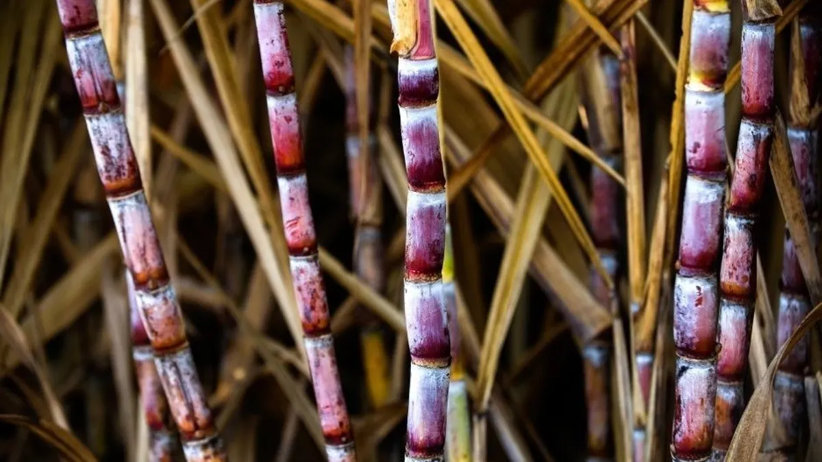 Several stalks of sugarcane in purple and yellow hues.