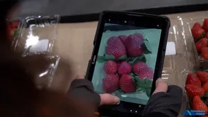 An Albertsons worker holds a tablet showing strawberries being inspected by the grocers' new AI inspection tool