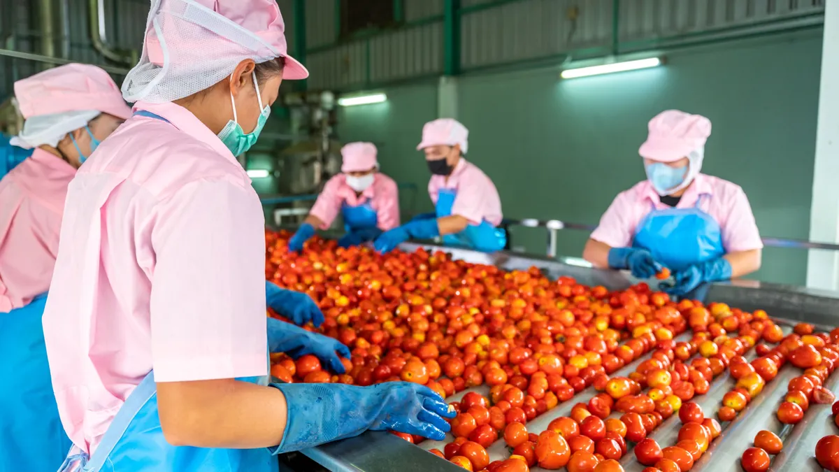 Workers sorting ripe tomatoes on a conveyor belt in a processing facility, ensuring quality and efficiency in production.