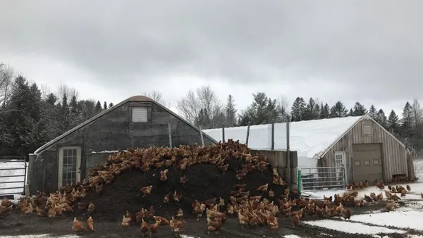 A dark earthen mound sits in front of two snowy greenhouses. Dozens of chickens forage on and around the mound.