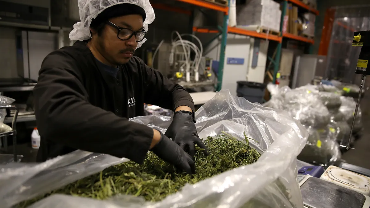 An individual looks through a bag of marijuana.