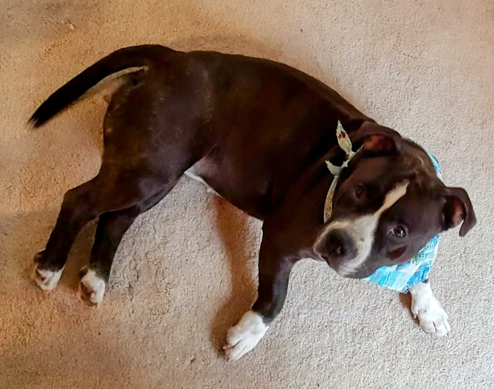 Jessica McClain dog