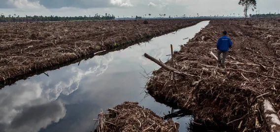 deforestation forests