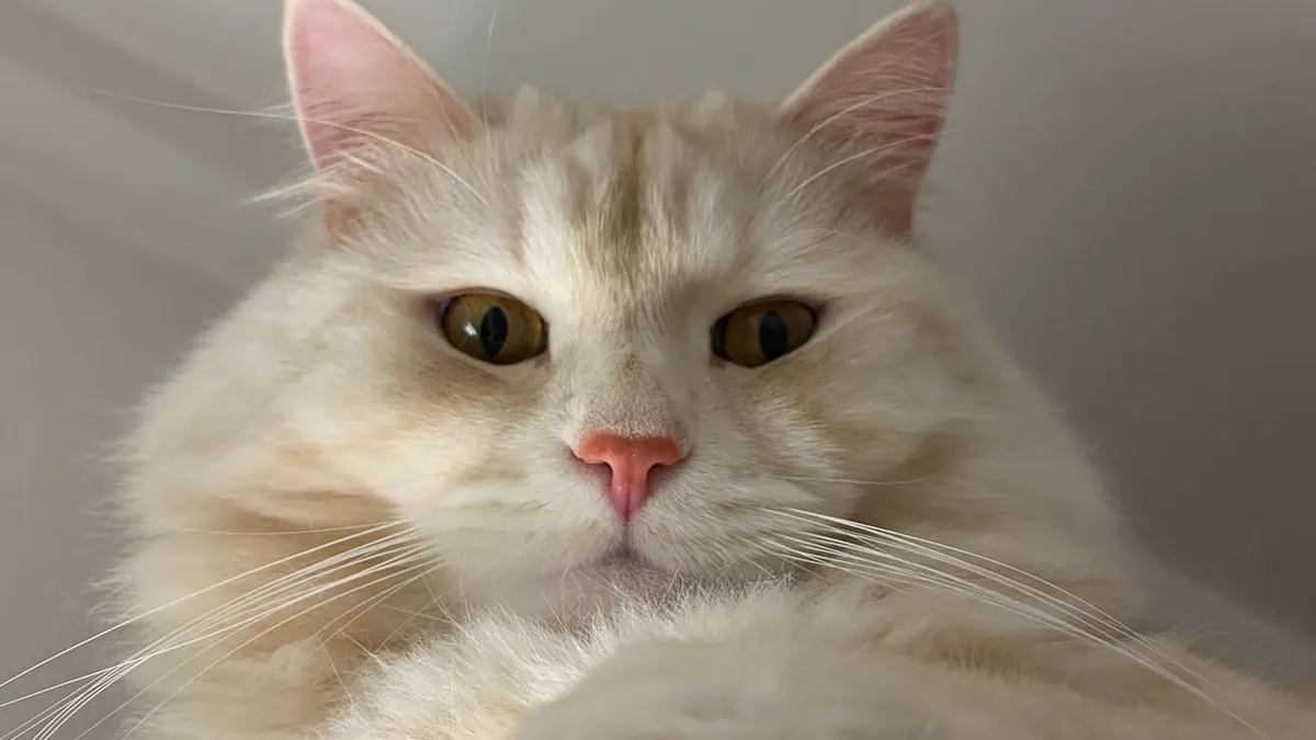 Lamborghini’s Paolo Poma  cat