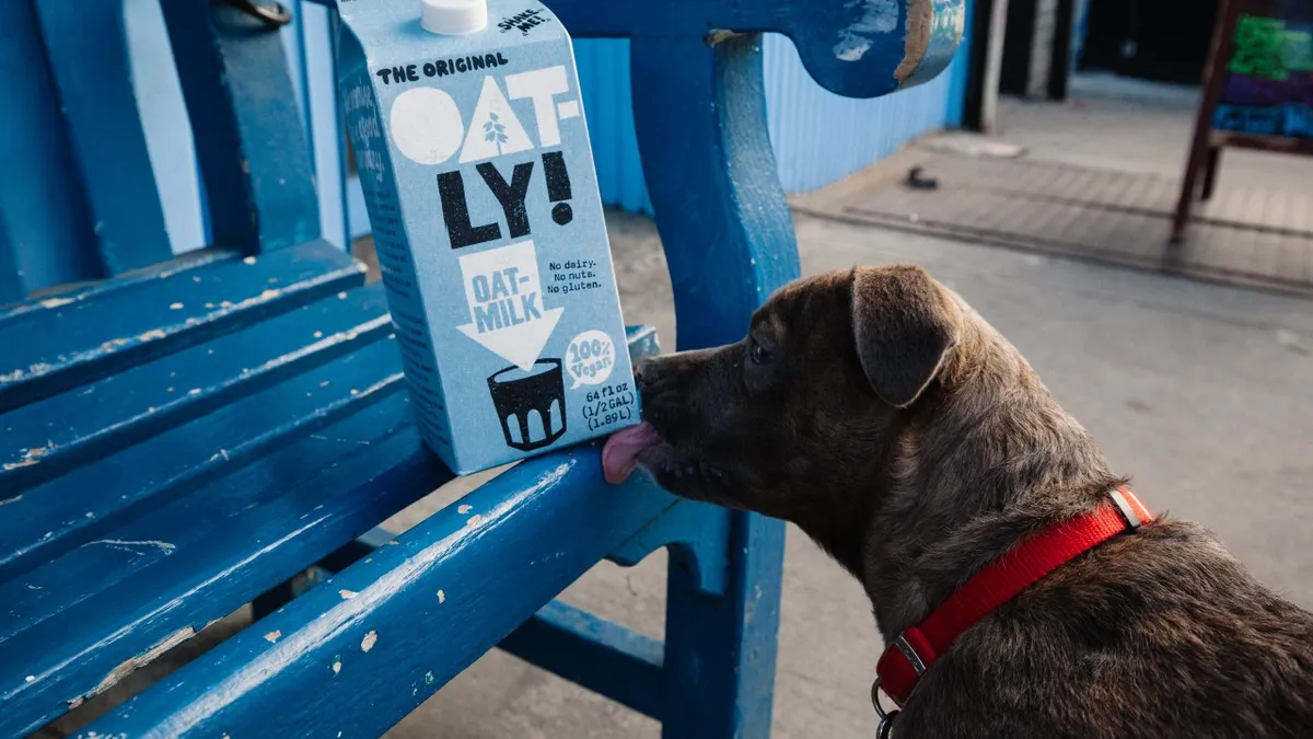 A dog and a carton of Oatly