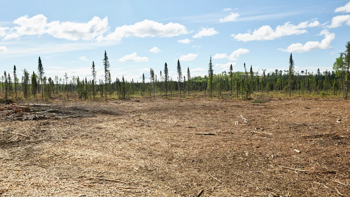 Deforestation in Canada's Boreal forest for paper products