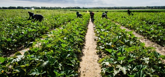 farm workers