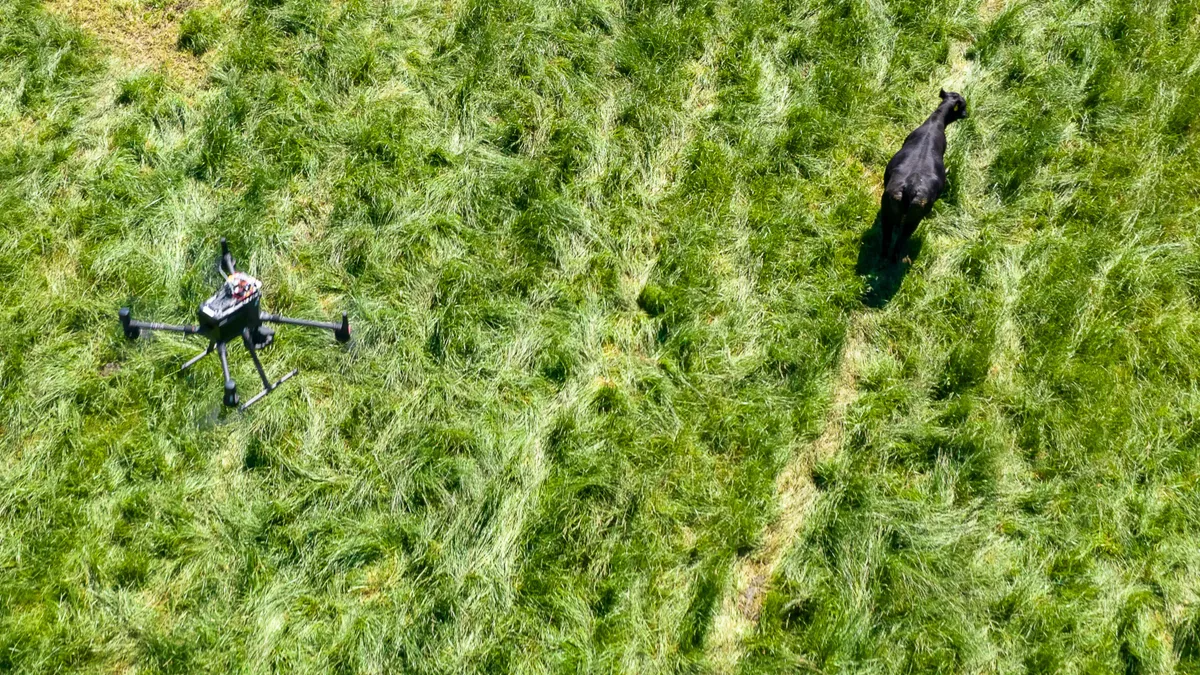 A cow is seen on the move while a drone flies behind it