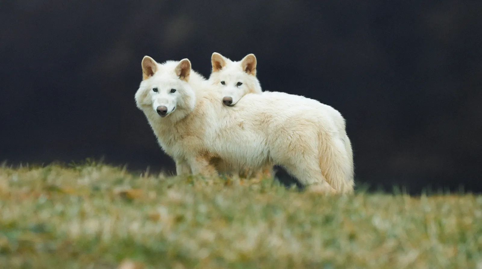 dire wolves