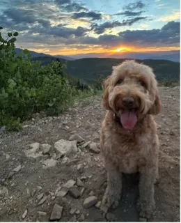 UserTesting’s Mark Chamberlain dog