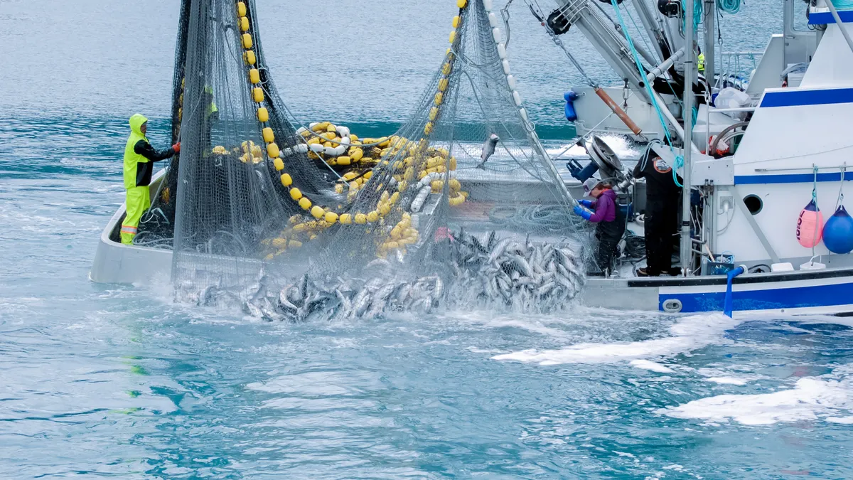 July 9, 2020 Valdez, Alaska Commercial fishing in the Valdez harbor involves lots of fish. The pink salmon are gathered up and will soon be taken to canneries. Catching the dish in the nets is a group egfort. The v Members of the fishing boat work in unison to bring in the large catch. On this day they are gathering Pink Salmon. These salmon will be taken to canneries to be processed.