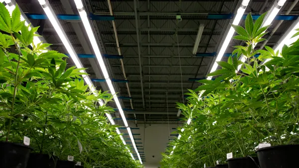 Marijuana plants growing in an indoor facility