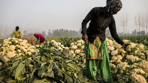 Farmers work in the early morning on a cauliflower farm on January 15, 2021 in Bulandshahr, India.