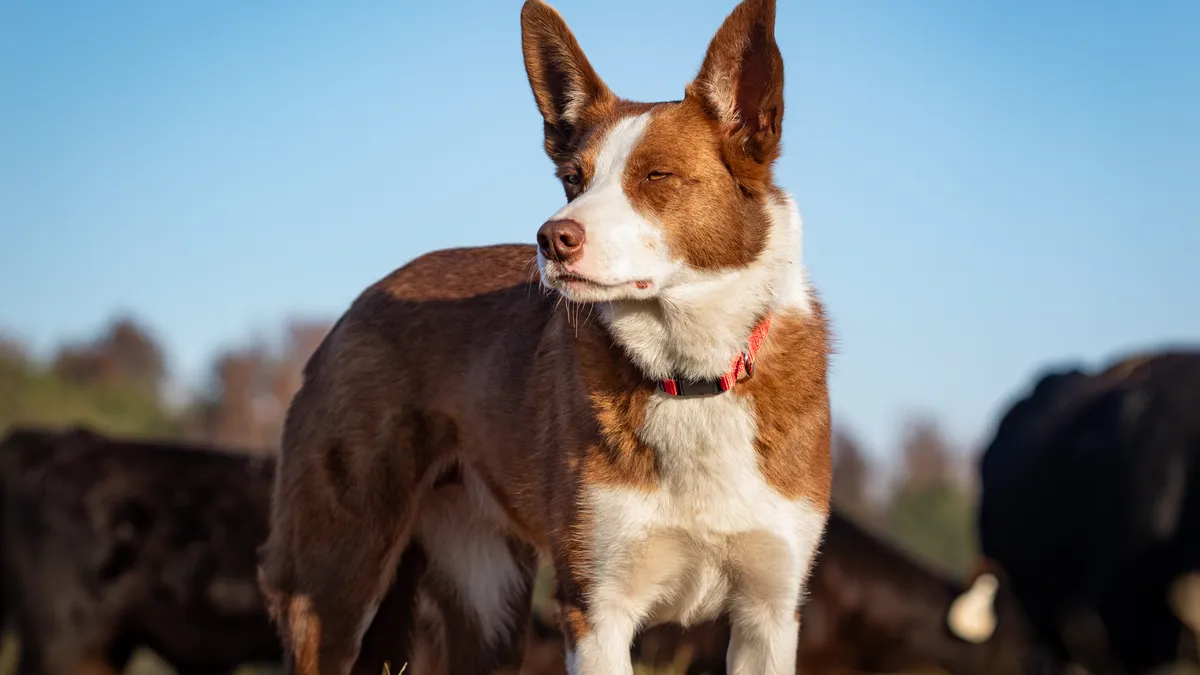 Skippy, 2024 Farm Bureau Farm Dog of the Year