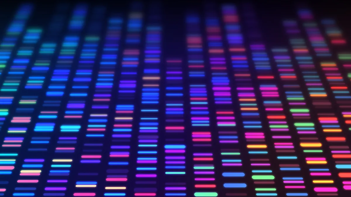 DNA sequencing gel