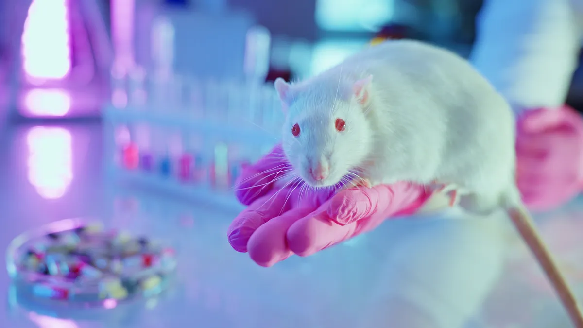 lab rat