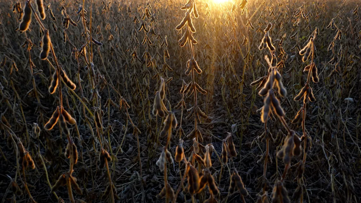 Close up of soybeans on a field