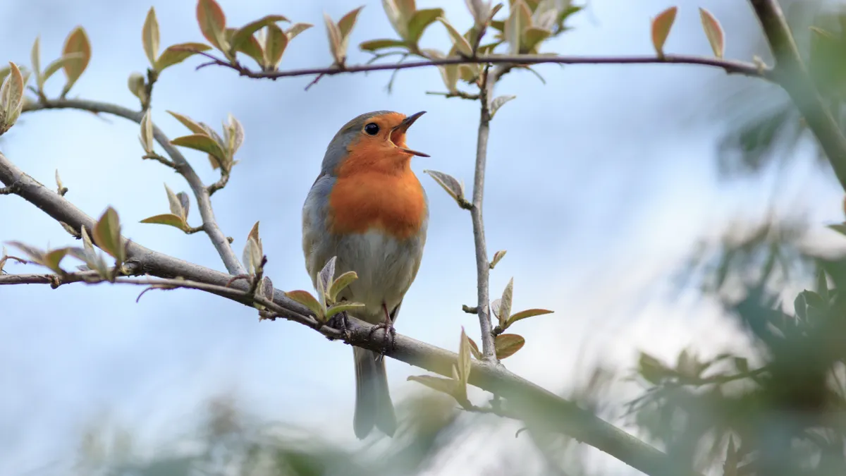 A grey robin with an orange breast sits on a tree branch, its mouth agape as it sings into the spring air.