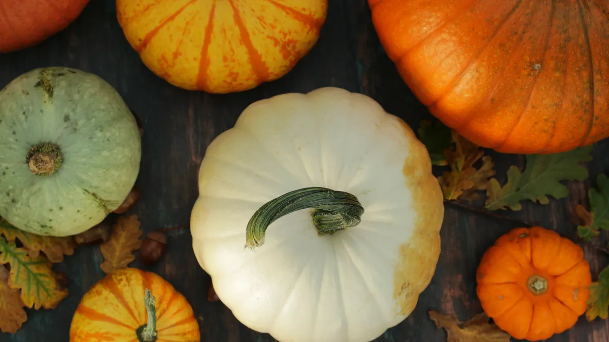 Grouping of ripe yellow, green, white and orange pumpkins and gourds surrounded by autumnal oak leaves on a dark brown background.