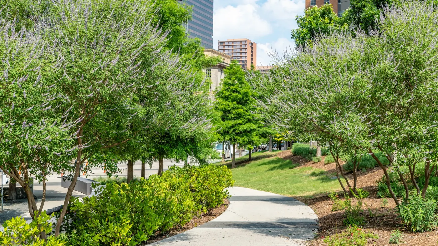 A footpath lined with trees and bushes with tall buildings in the background.