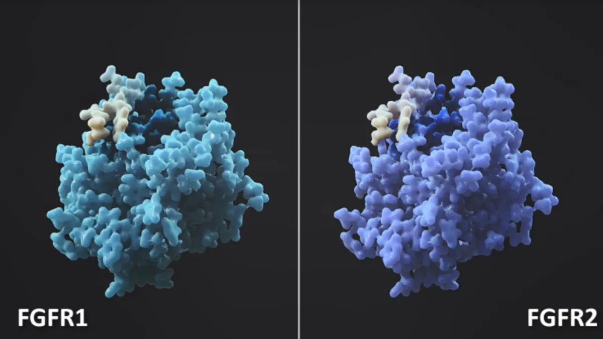A screenshot of an illustration of FGFR1 and FGFR2 from a slide presentation by Relay Therapeutics.