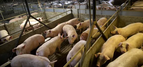 Pork farming producer