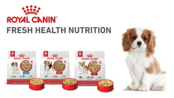 Three bags and bowls of Royal Canin dog feed, with a Spaniel puppy on the left.