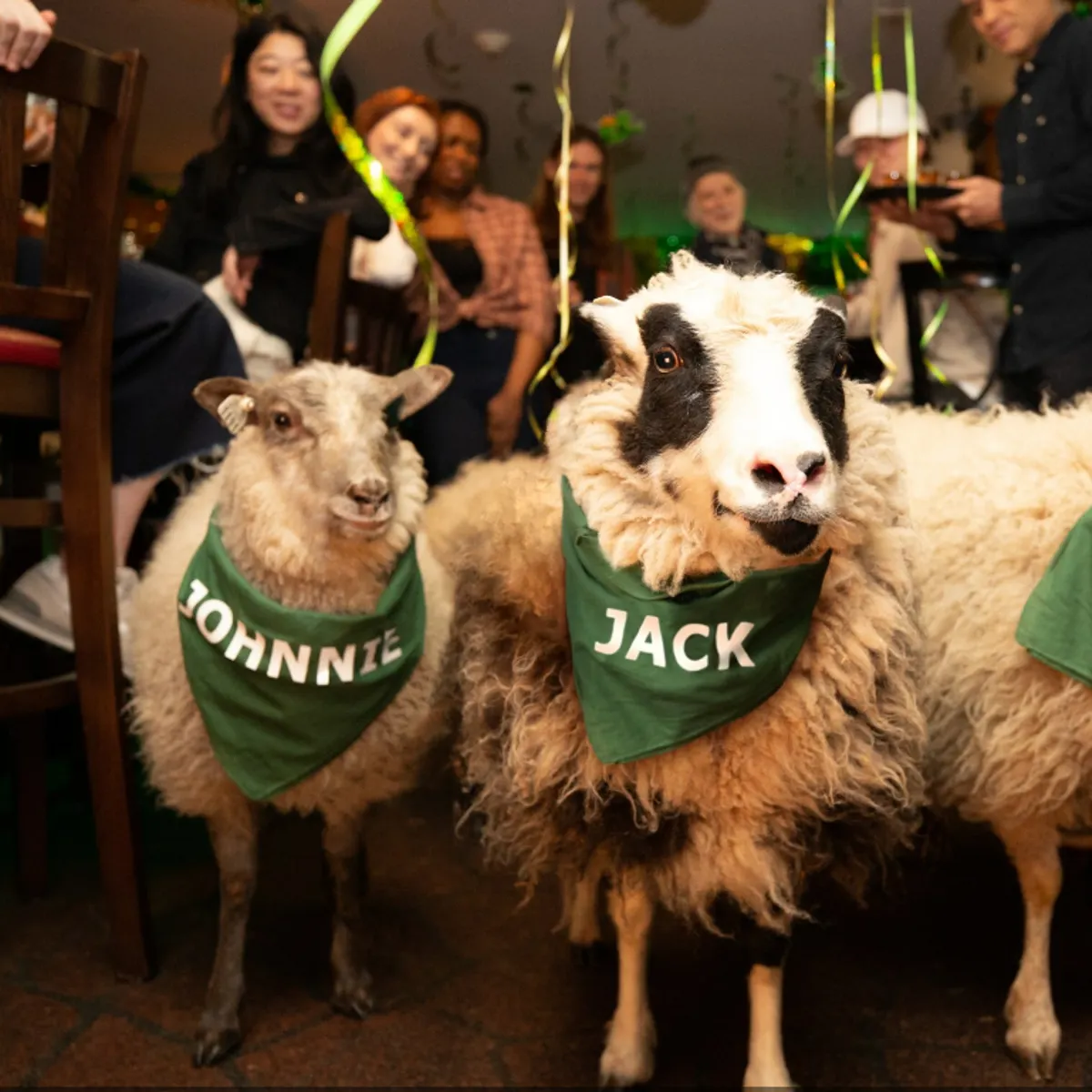 Bushmills unleashes sheep on NY bar for St. Patrick's Day campaign |  Marketing Dive