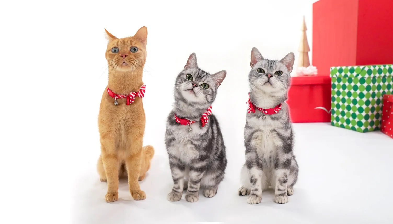 One orange cat and two gray cats wearing red collars with bows sit in front of a display of holiday gifts.