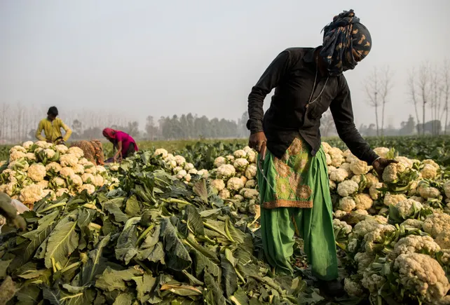 Varaha CEO talks carbon removal projects, climate tech and sustainable agriculture