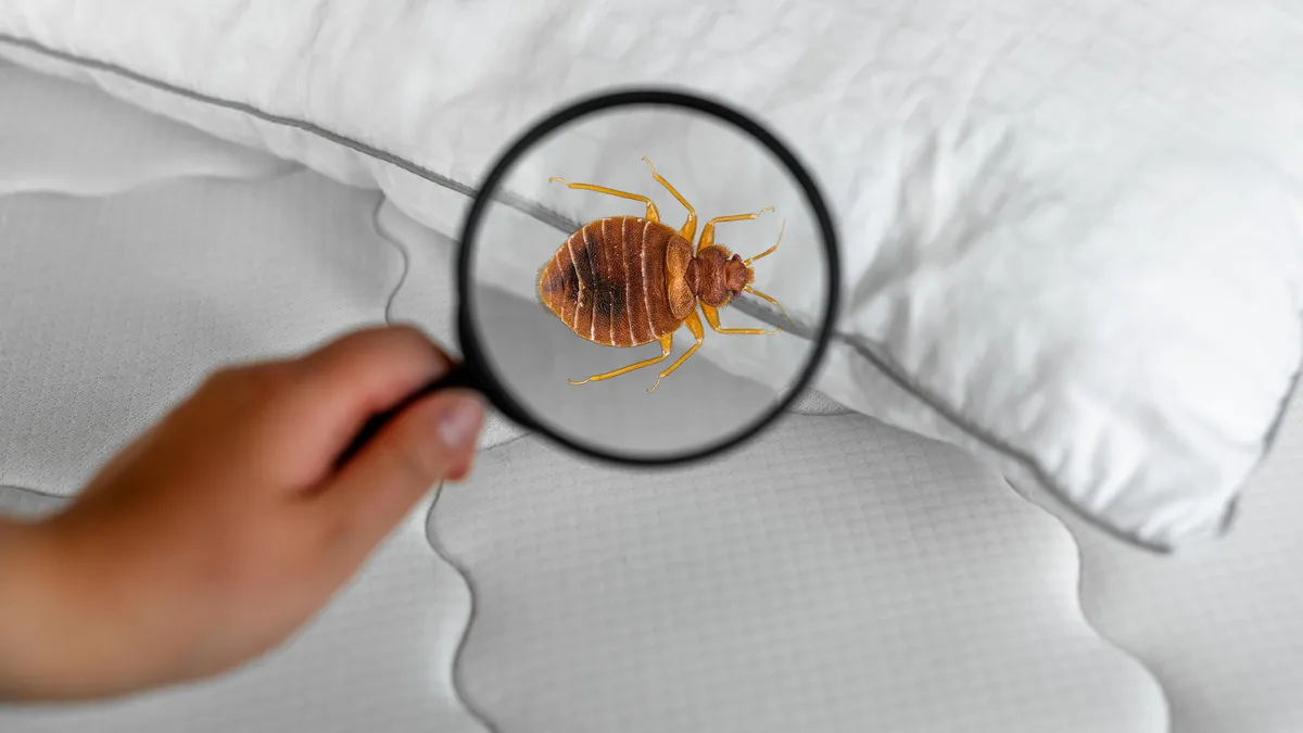 A bedbug is seen through a magnifying glass.