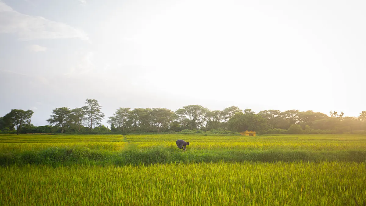 A farmer removes weeds from a paddy field on July 08, 2025 in Hebbalaguppe village, near Heggadadevankote, Karnataka state, India.
