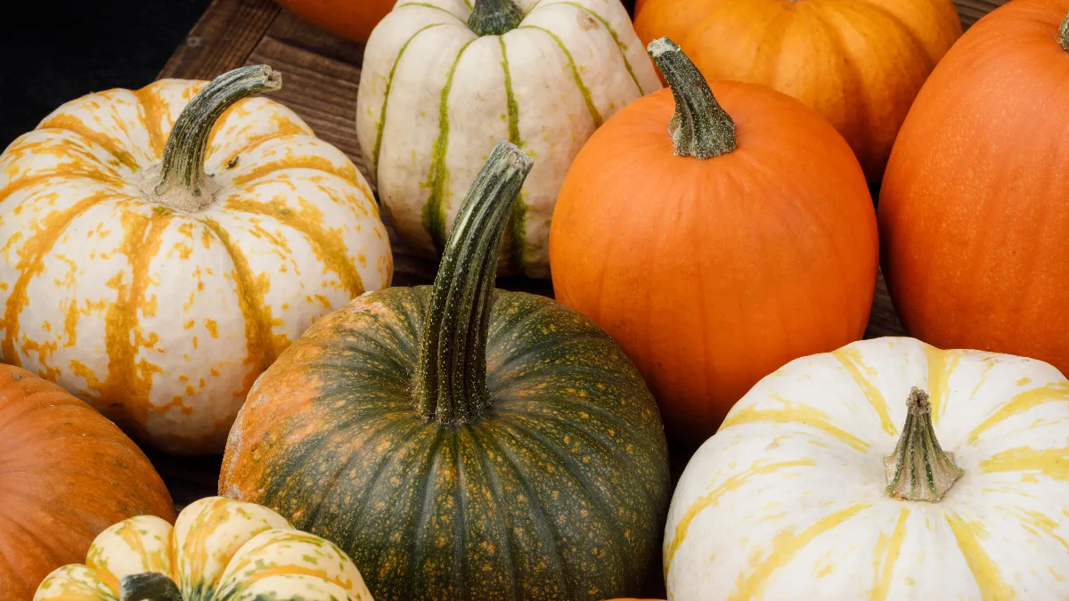 An image of various pumpkins in green, white, orange and various sizes.