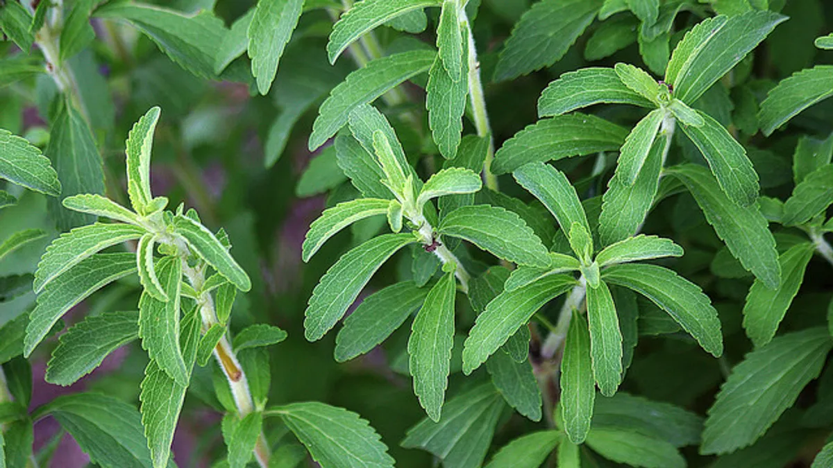 Stevia plants