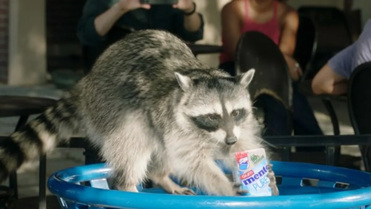 A raccoon recycling Mentos gum as part of its Raccoon Recycling Task Force campaign.