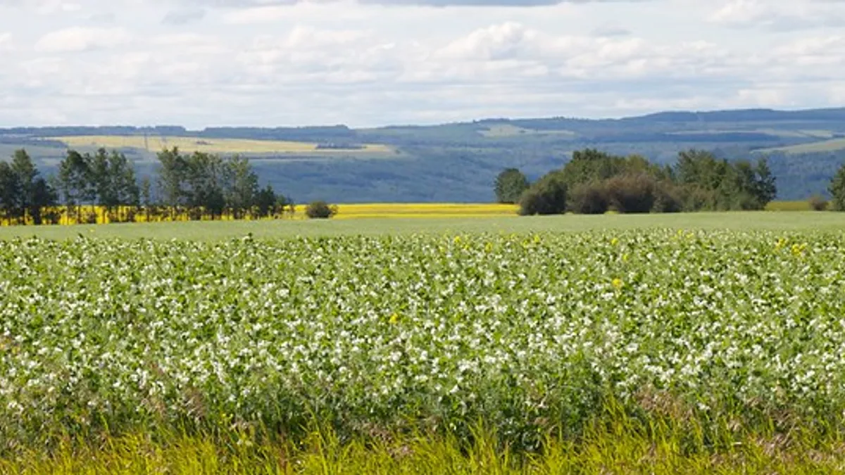 A field of pea plants in Canada